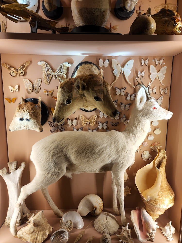 Natural History Museum Natural History Museum