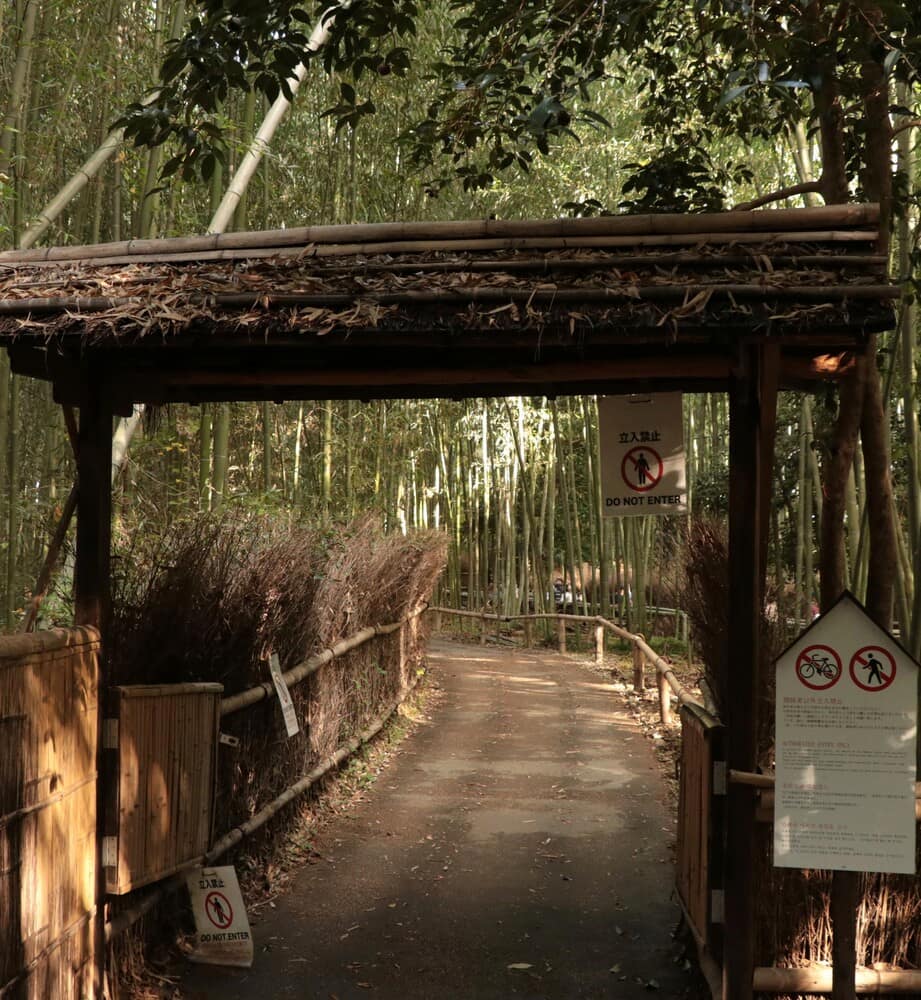 Foresta di bambù Foresta di bambù