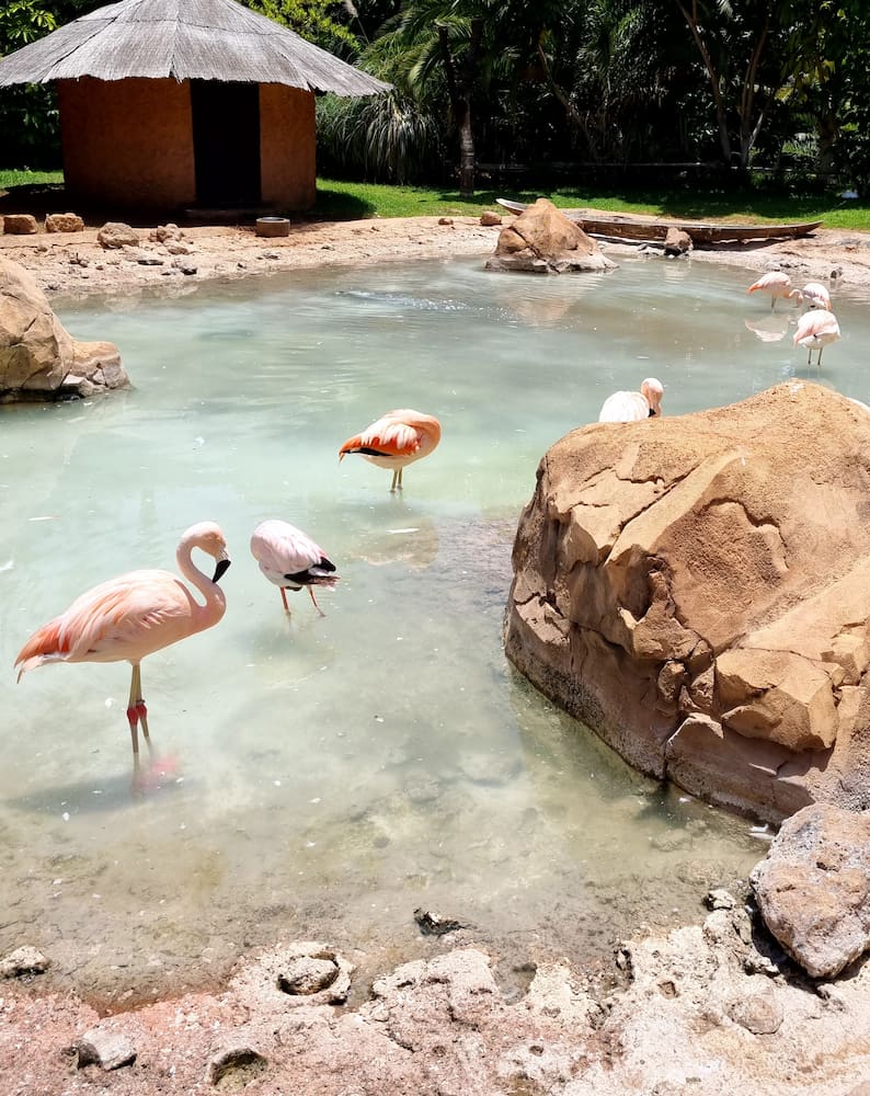 Jungle Park Jungle Park