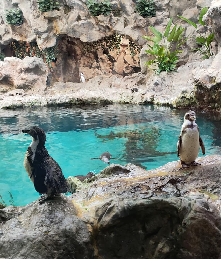 Loro Parque Loro Parque