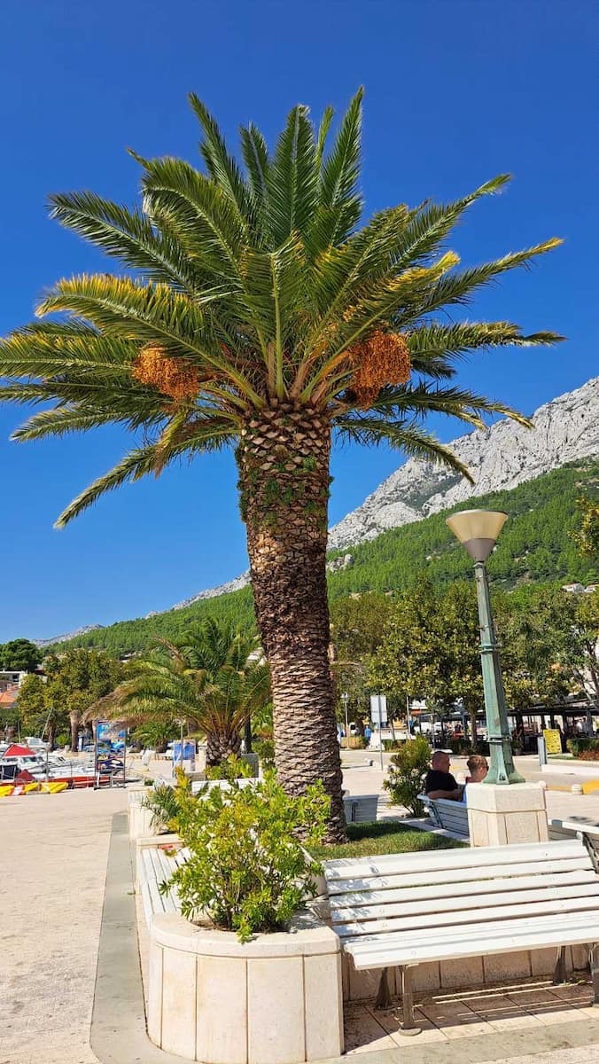 Bačvice, Spalato Bačvice, Spalato