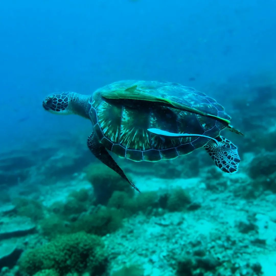 Phi Phi Islands Krabi
