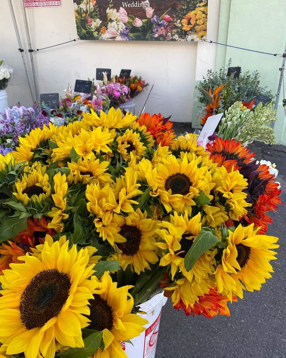 Market1 Ocean Beach Farmers Market