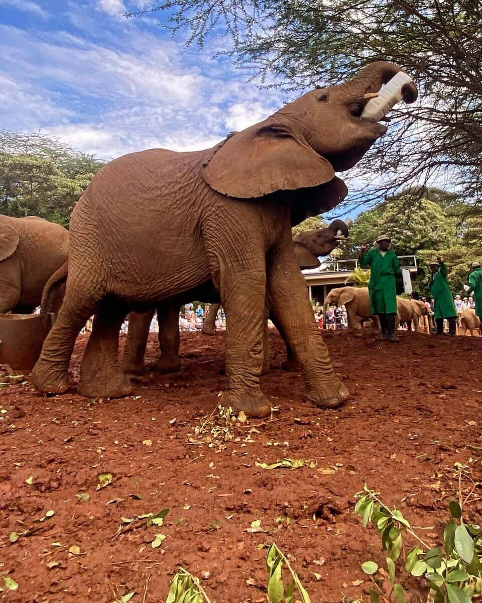 David Sheldrick Wildlife Trust David Sheldrick Wildlife Trust