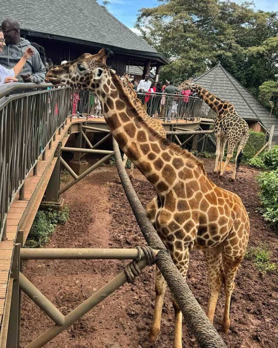 Giraffe Centre Giraffe Centre