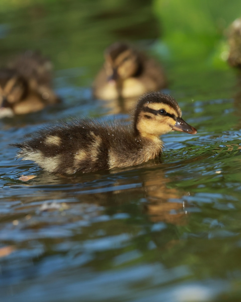 Innsbruck, Rapoldipark Innsbruck, Rapoldipark