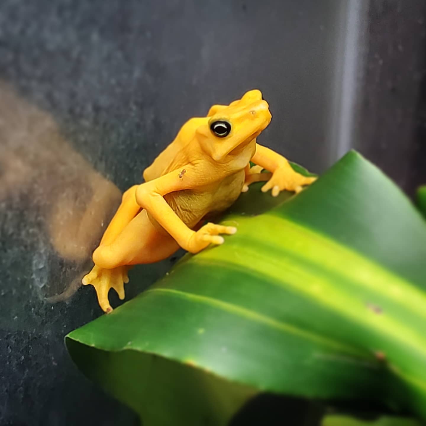 Panama, El Valle de Anton: El Nispero Zoo Panama, El Valle de Anton: El Nispero Zoo