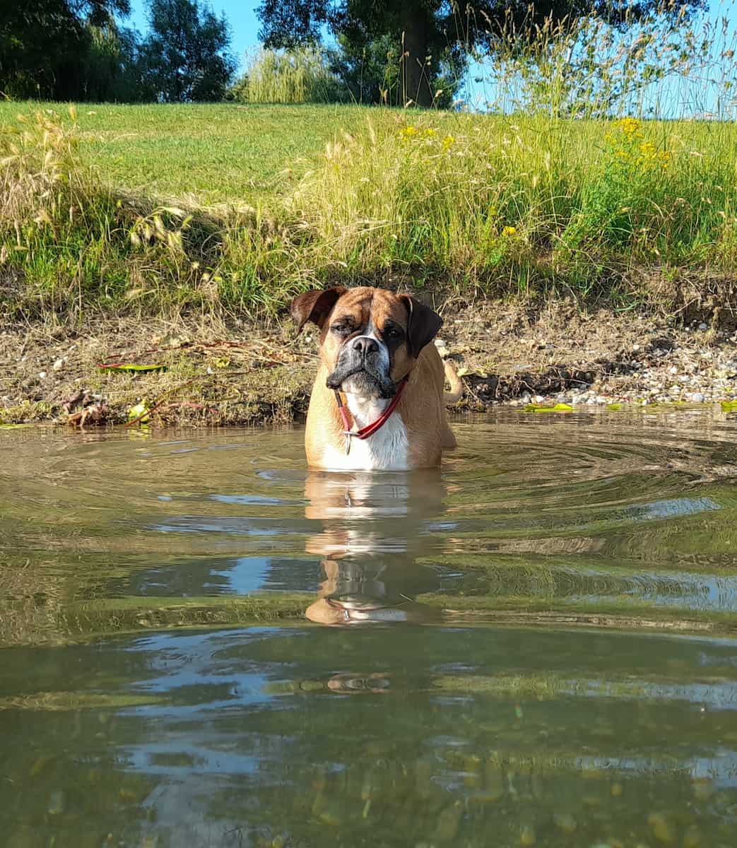 Zagabria, Lago Jarun Zagabria, Lago Jarun