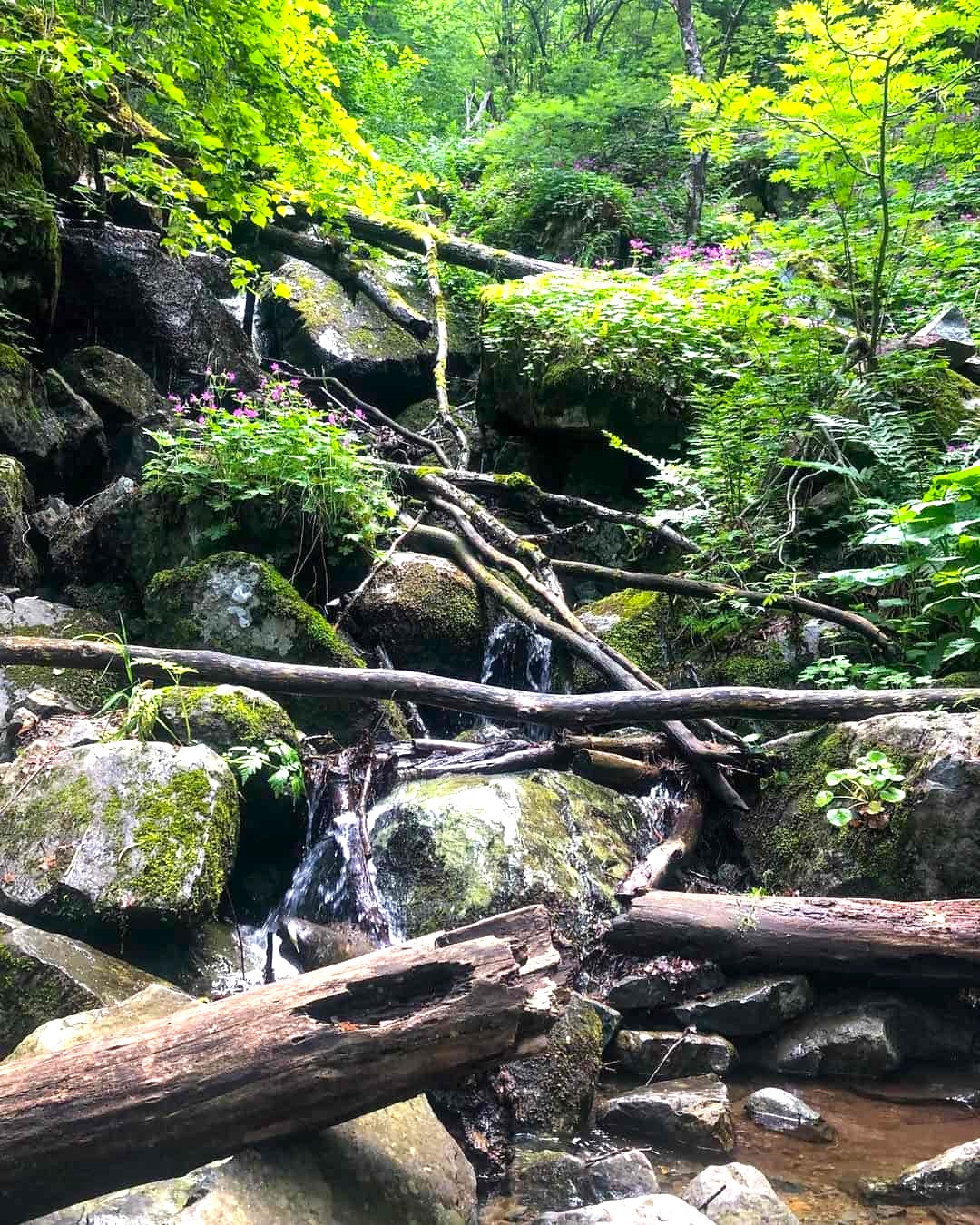 Boyana, Sofia Boyana, Sofia