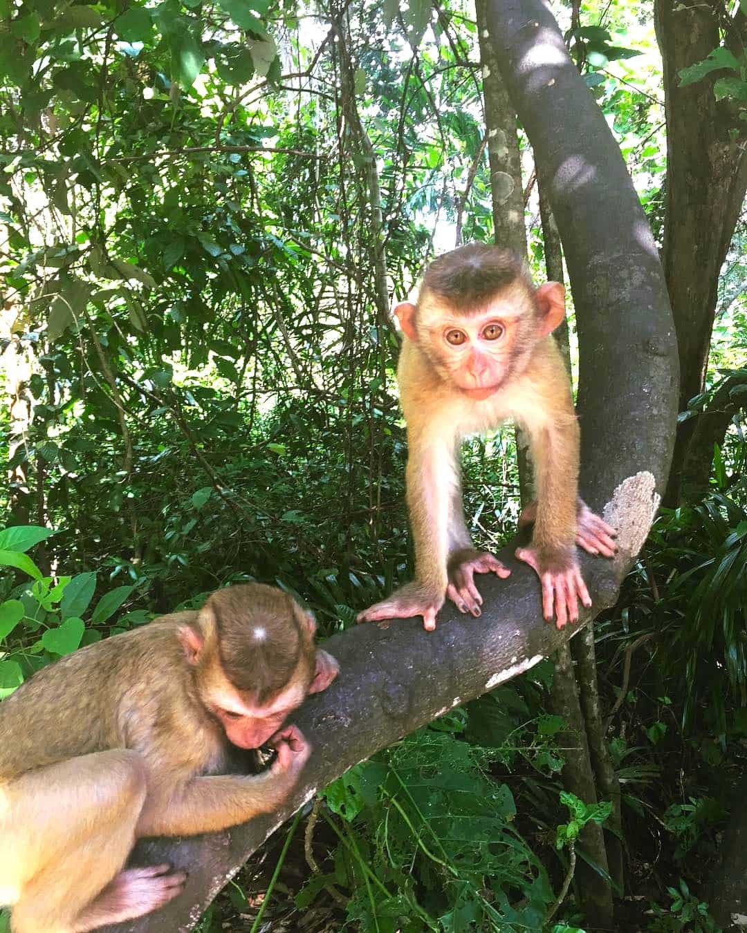 Patong Hills, Patong Patong Hills, Patong