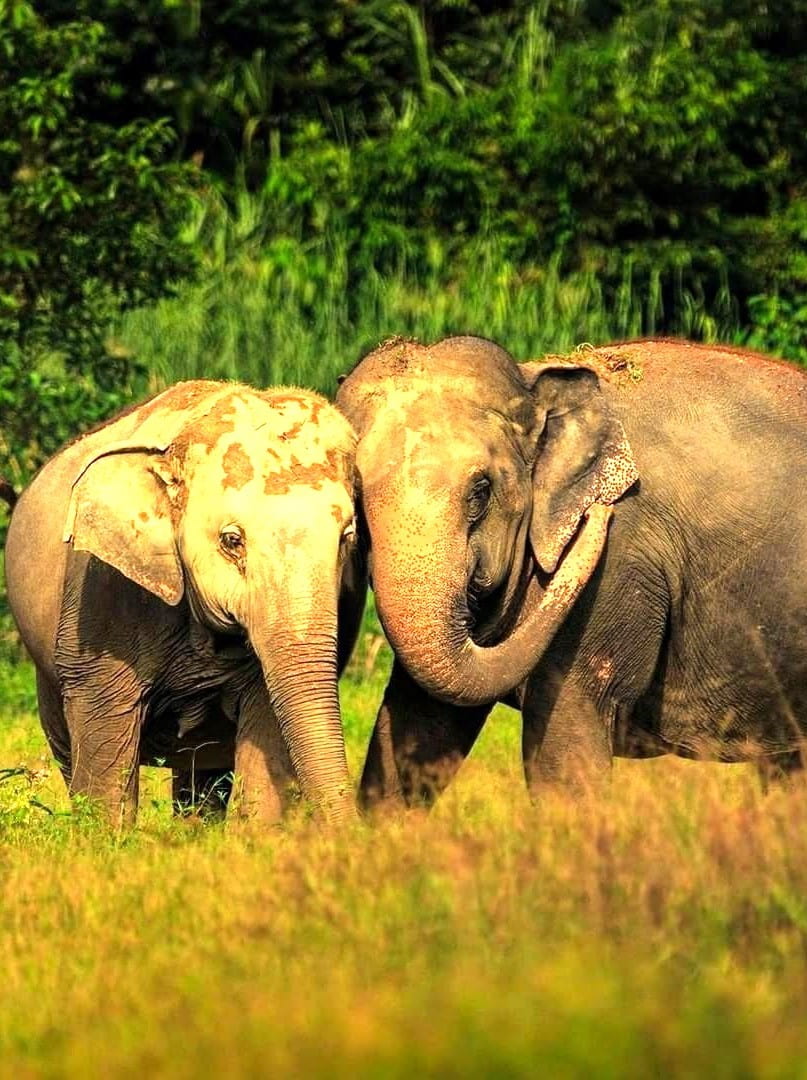 Patong Hills, Patong Patong Hills, Patong