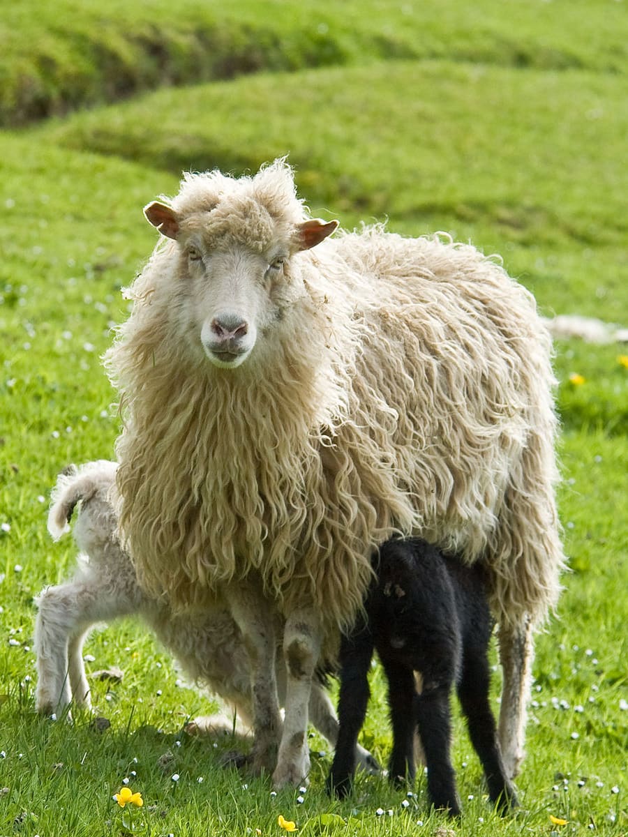 Porkeri, Faroe Islands Porkeri, Faroe Islands