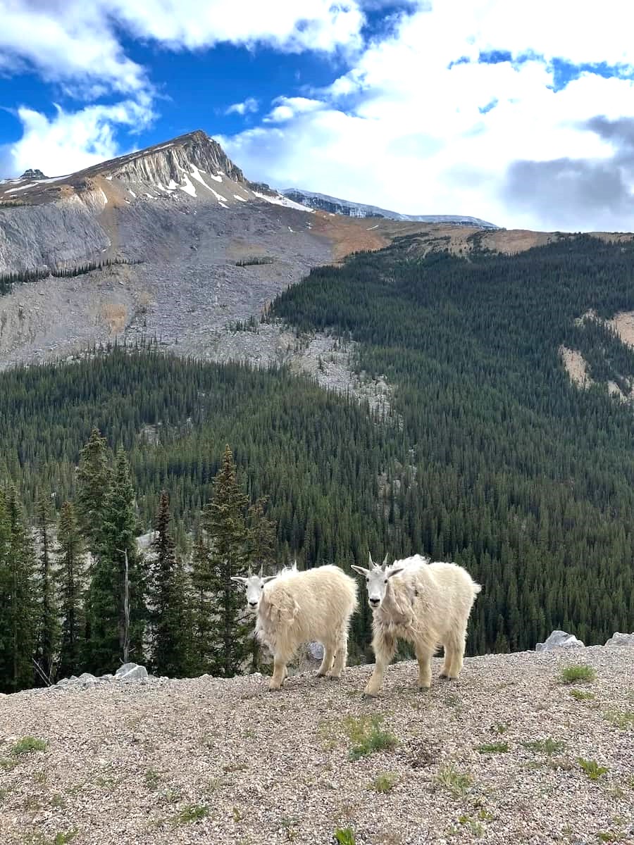 Whistlers Area Whistlers Area