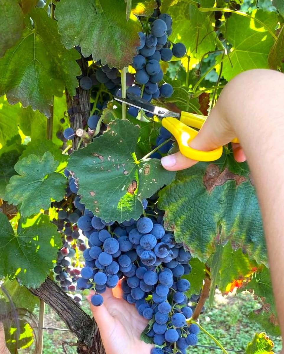 Azienda Agricola, Procida, Italy Azienda Agricola, Procida, Italy