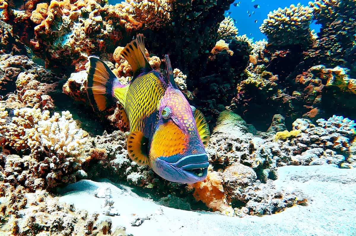 Centro immersioni, Abu Dabab, Egitto Centro immersioni, Abu Dabab, Egitto