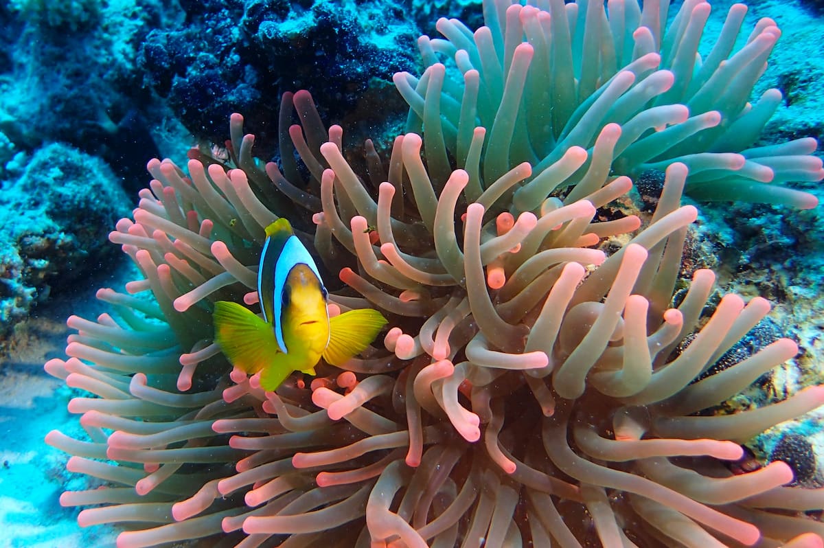 Centro immersioni, Abu Dabab, Egitto Centro immersioni, Abu Dabab, Egitto