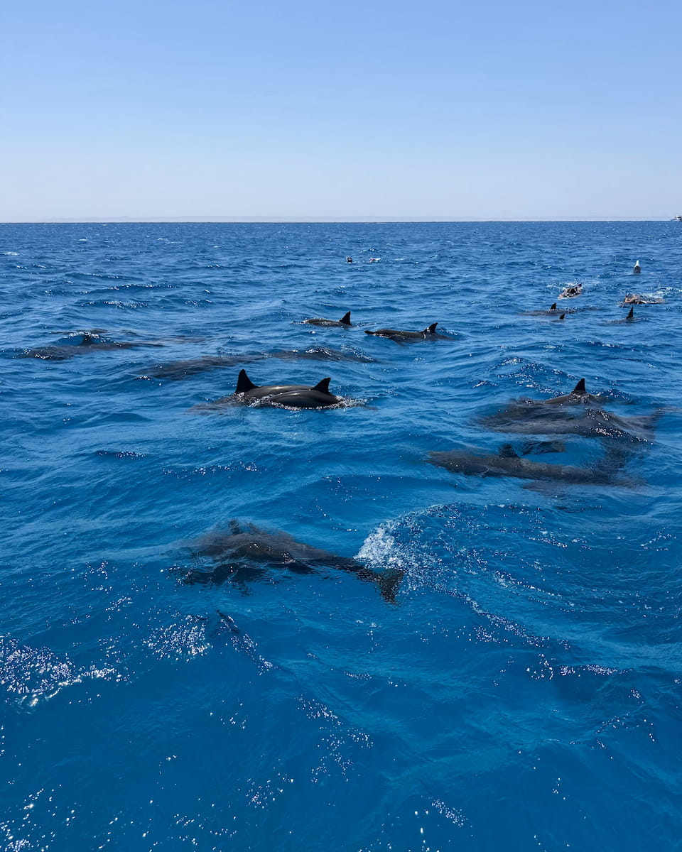 Dolphin Boat Trip, Marsa Alam Dolphin Boat Trip, Marsa Alam