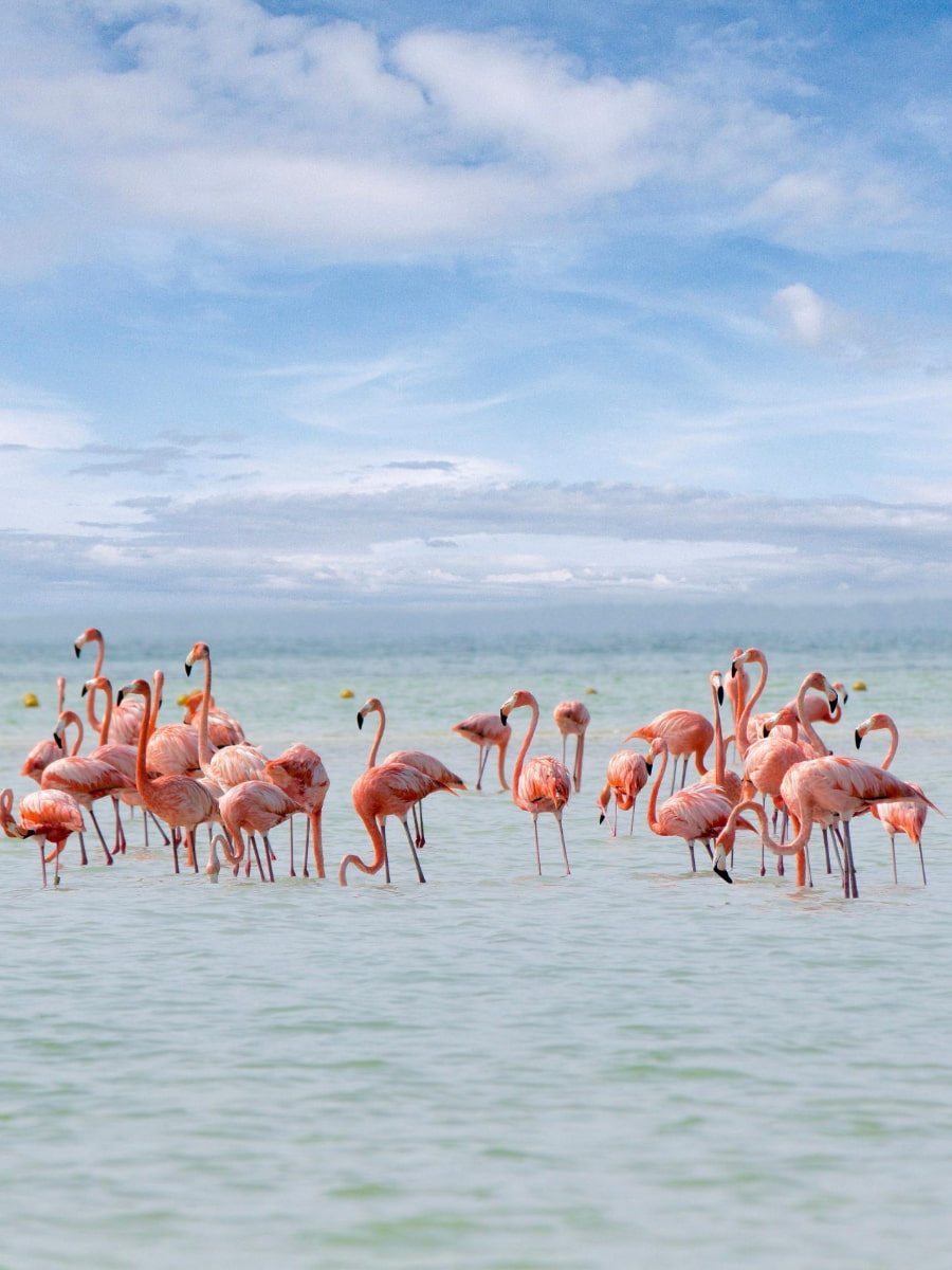 Flamingo, Holbox Flamingo, Holbox