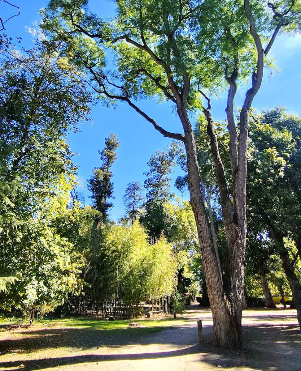 Mata do Choupal park, Portugal Mata do Choupal park, Portugal