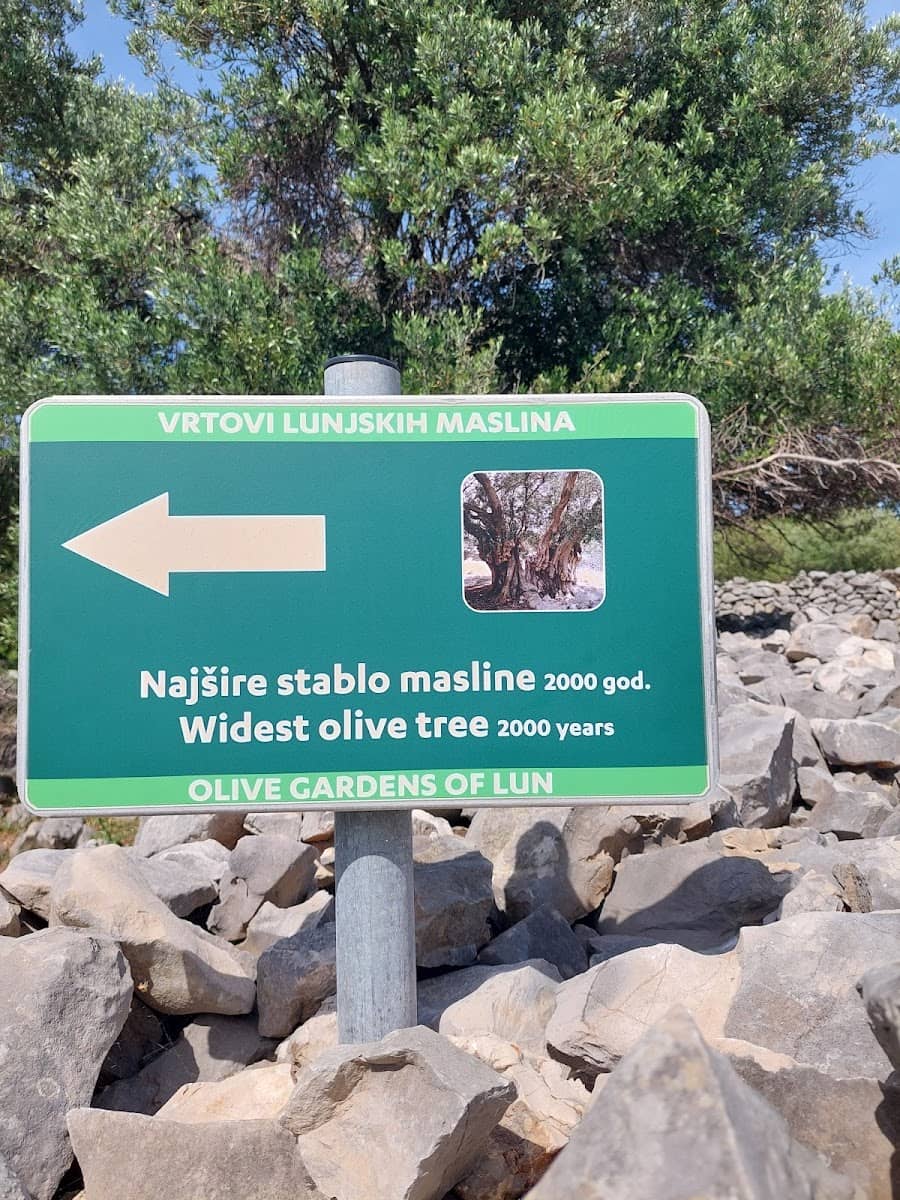 Najsire stablo masline, Pag Najsire stablo masline, Pag