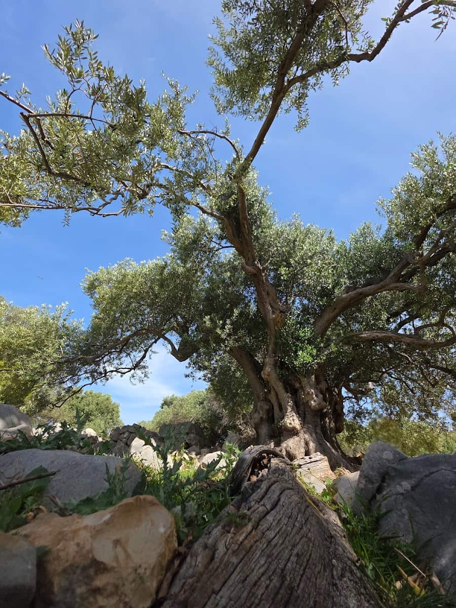 Najsire stablo masline, Pag Najsire stablo masline, Pag