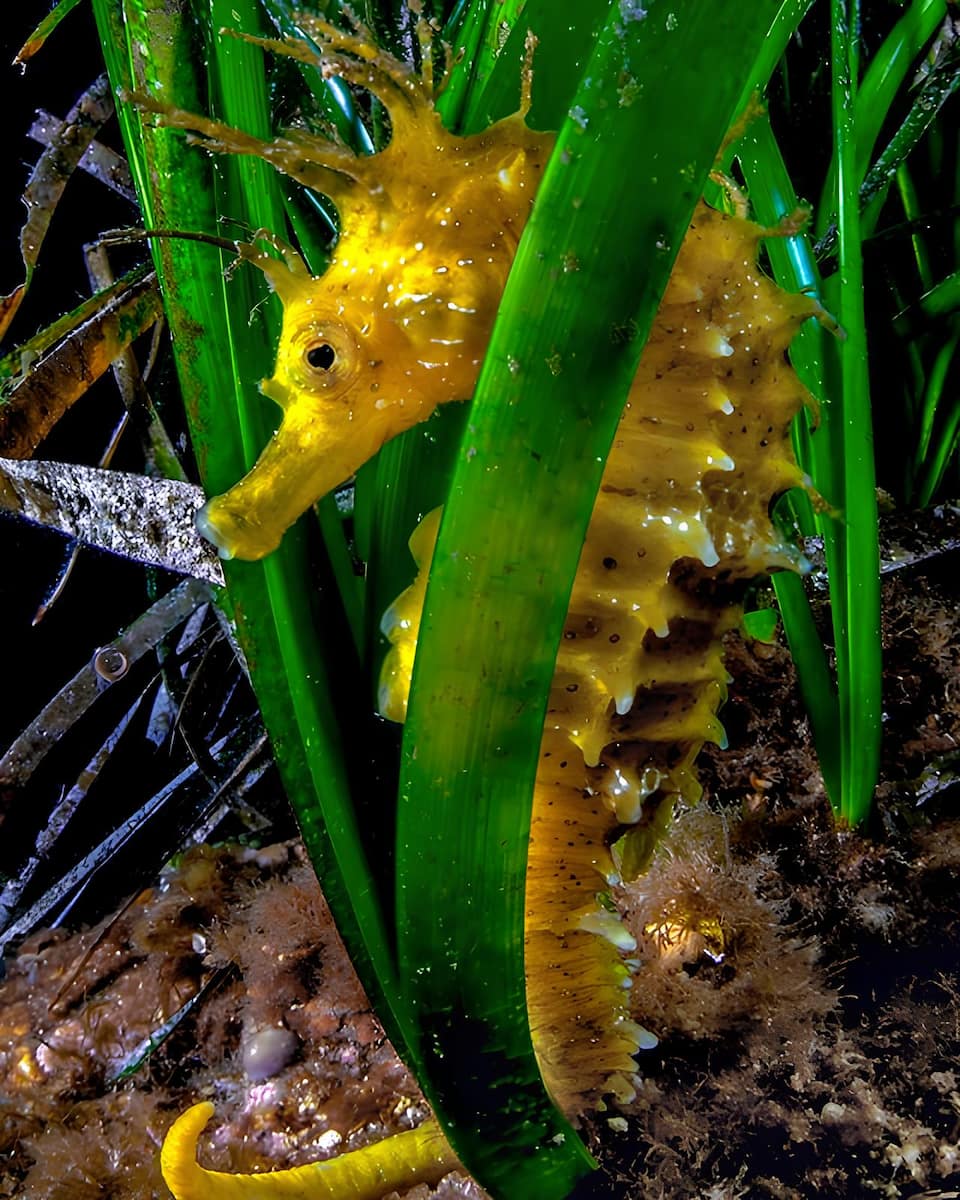 Procida Diving Center, Italy Procida Diving Center, Italy