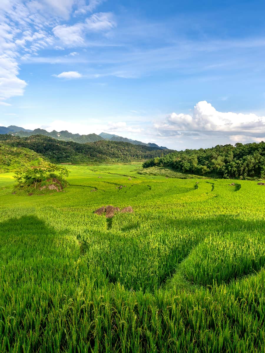 Rice Planting, Chiang Rai Rice Planting, Chiang Rai