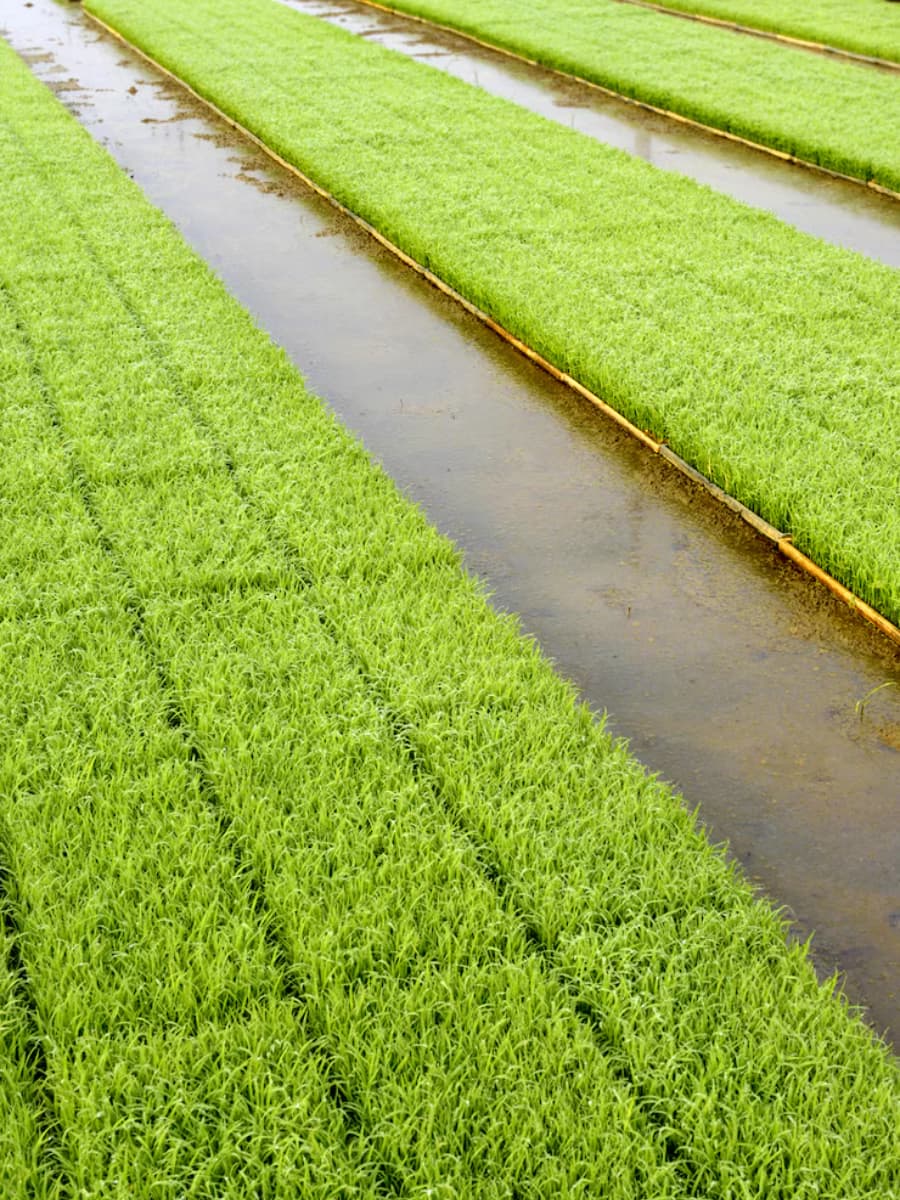 Rice Planting, Chiang Rai Rice Planting, Chiang Rai