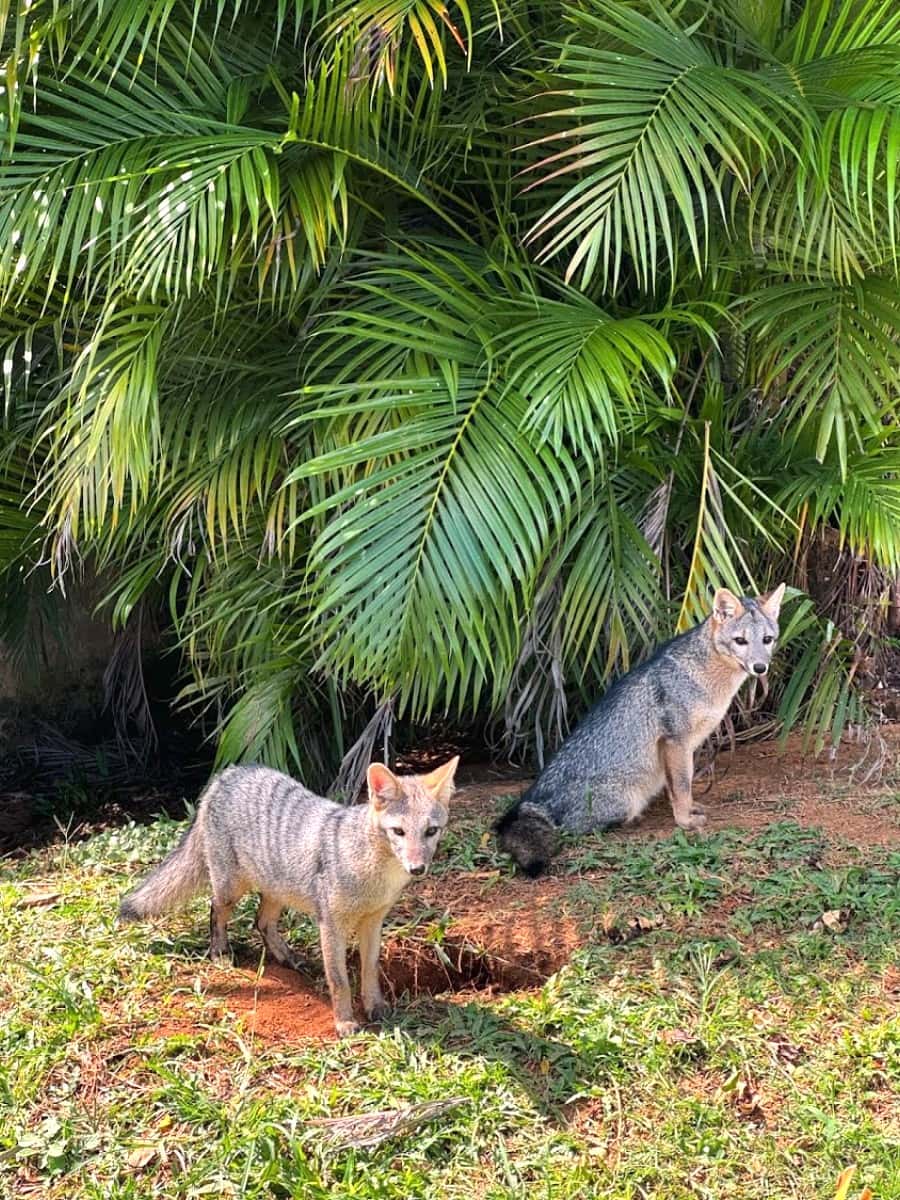 Salvador Zoo and Botanical Park, Salvador de Bahia Salvador Zoo and Botanical Park, Salvador de Bahia