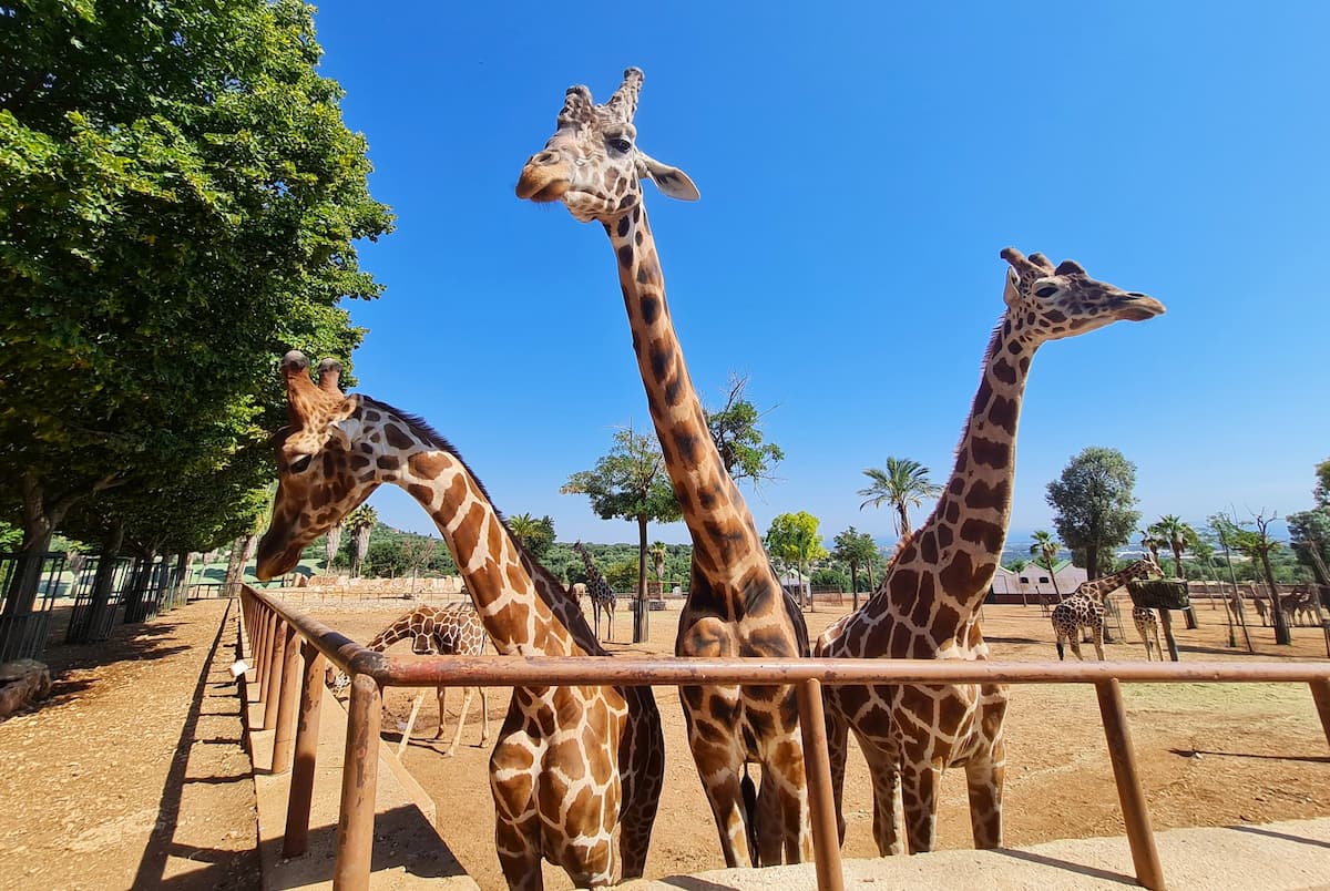 Lo Zoo Safari Fasanolandia, Alberobello Lo Zoo Safari Fasanolandia, Alberobello