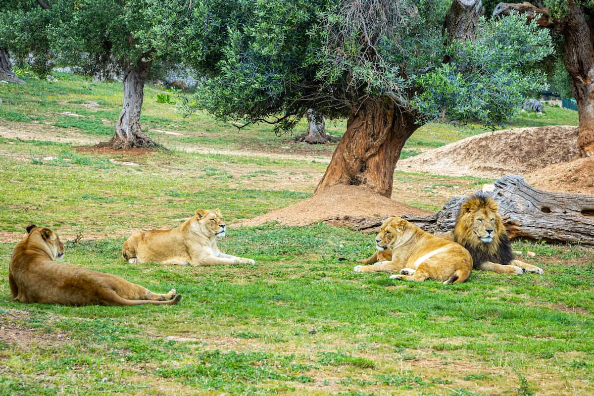 Lo Zoo Safari Fasanolandia, Alberobello Lo Zoo Safari Fasanolandia, Alberobello