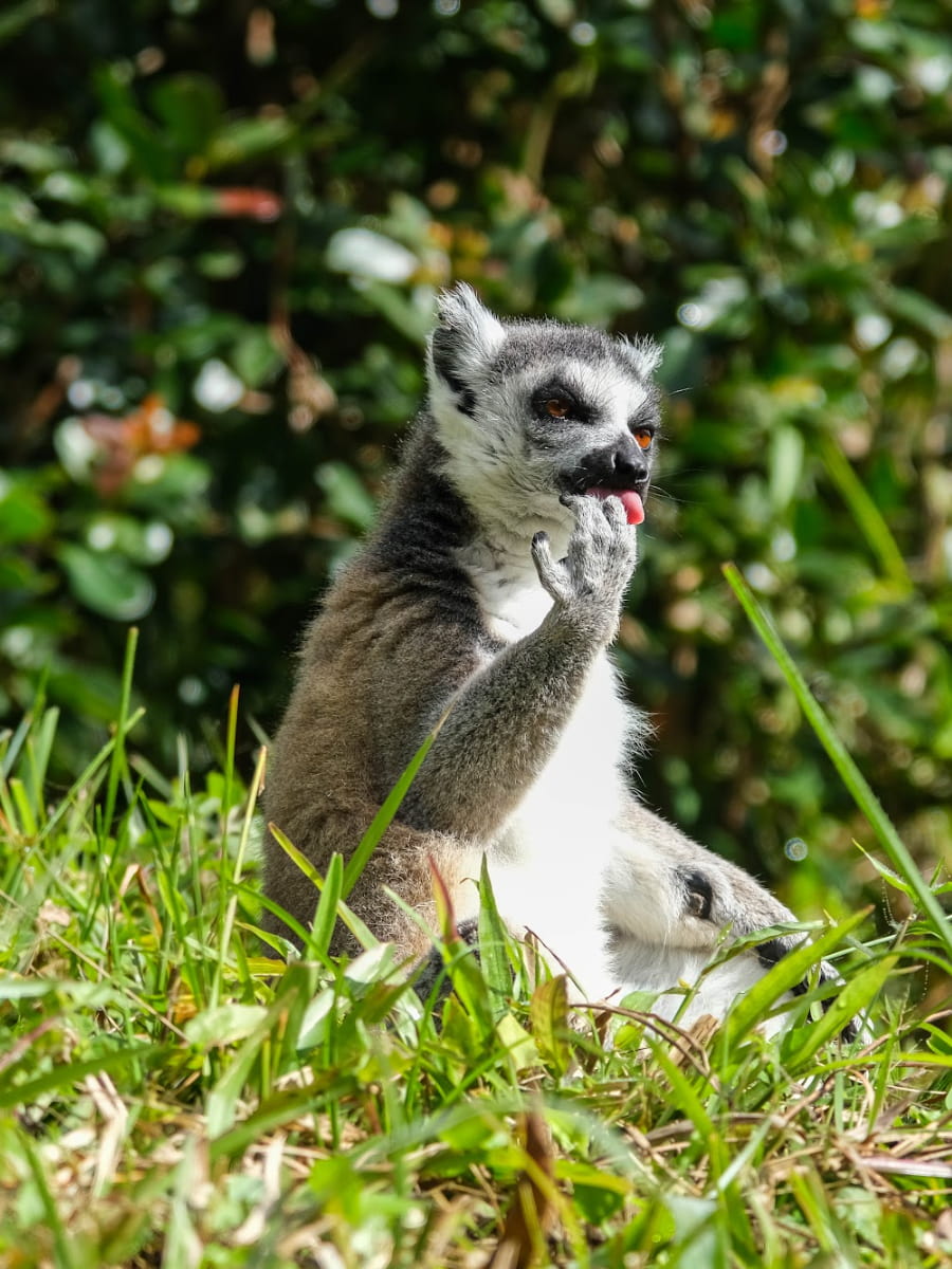 Vakôna Lemur Island, Madagascar Vakôna Lemur Island, Madagascar