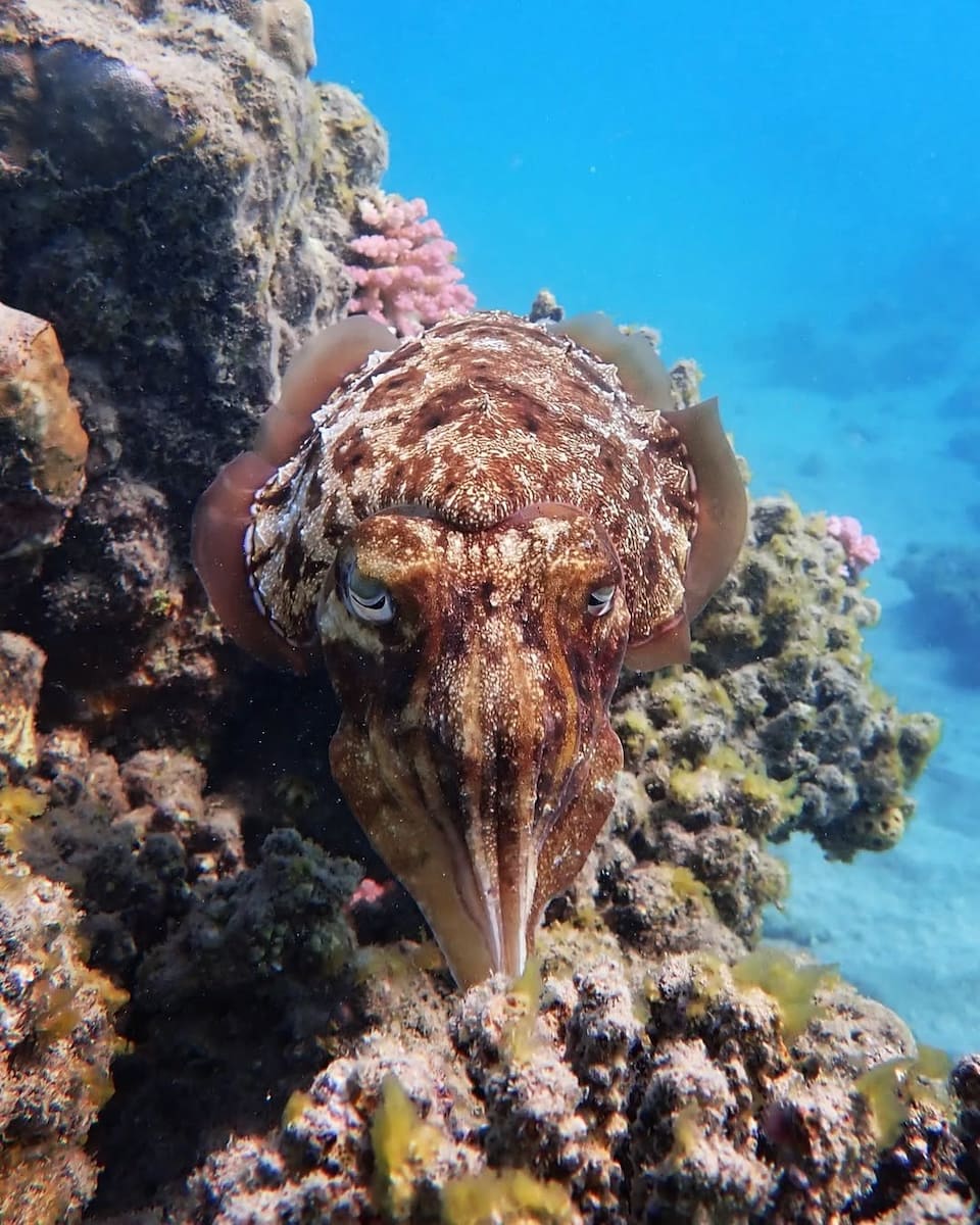 Wadi El Gemal National Park, Egypt Wadi El Gemal National Park, Egypt