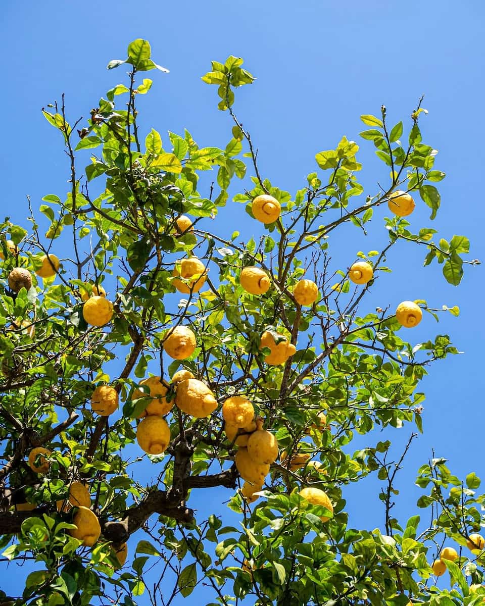Western Coast Procida, Italy Western Coast Procida, Italy